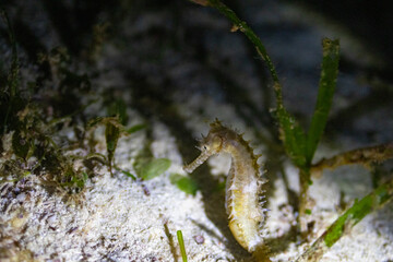 Eagle Ray 3
