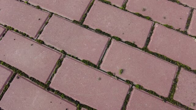 red bricks and moss. moss on tiles. paving slabs and moss. Pavement red tiles with green moss background on sunny day. moss between the paving slabs on the walkway. 4k video