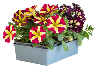 Surfinia de différentes couleurs en barquette	