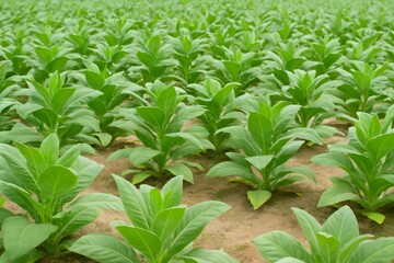 Tobacco plants growing in rows on a tobacco farm