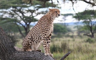 Naklejka premium A photo of a cheetah sitting on a tree branch