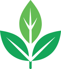 green leaf isolated on white background