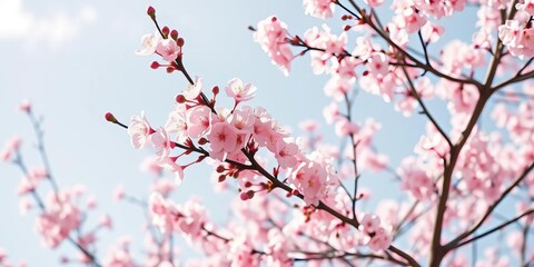 Obraz premium Delicate pink cherry blossoms in full bloom on slender branches against a clear spring sky, tree, floral background