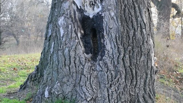 wood texture. wood grain texture. tree bark.