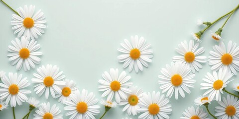 Delicate white daisies arranged in a charming spring/summer pattern on a pastel mint background ,  texture, chamomile