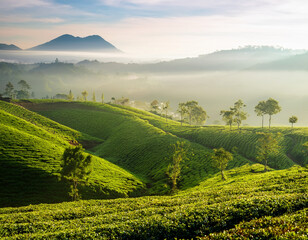 Obraz premium Lush green tea plantations stretch across rolling hills under a misty morning light, suggesting Indonesia's tea cultivation and scenic landscapes.