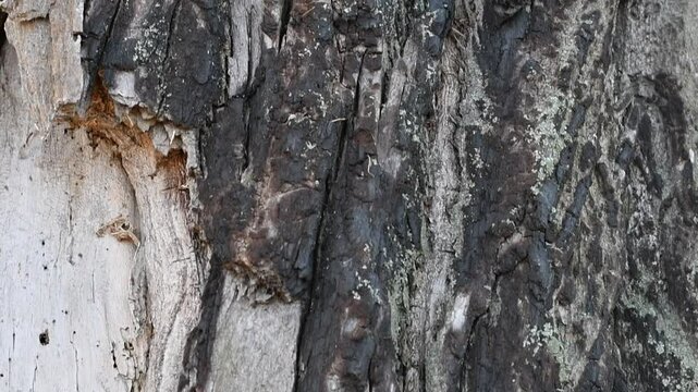 wood texture. wood grain texture. tree bark.
