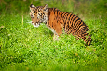 A beautiful young tiger cub roams around the natural habitat of his large   grassy enclosure in a Welsh wildlife park hunting for food and exploring his surroundings. Full property release provided

