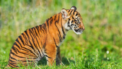 A beautiful young tiger cub roams around the natural habitat of his large   grassy enclosure in a Welsh wildlife park hunting for food and exploring his surroundings. Full property release provided

