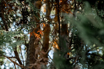 A small ray of sun on a coniferous tree