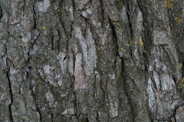 Fototapeta premium wood texture. wood grain texture. tree bark.