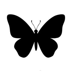 butterfly isolated on white background