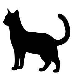 Cat vector icon isolated on white background