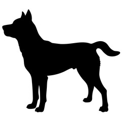 dog isolated on white background