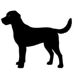 dog isolated on white background