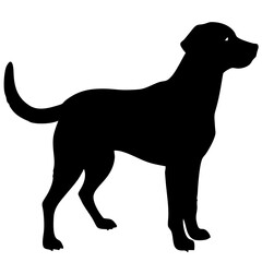 dog isolated on white background