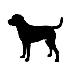 dog isolated on white background