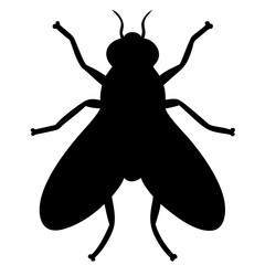 Fly isolated on white background