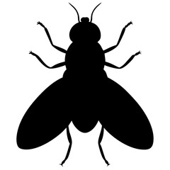 Fly isolated on white background