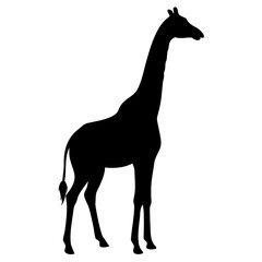 Giraffe isolated on white background