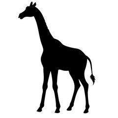 Giraffe isolated on white background