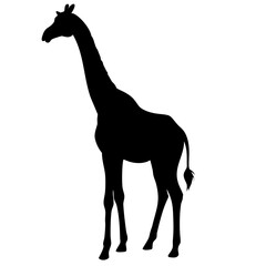 Giraffe isolated on white background