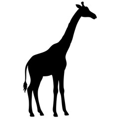 Giraffe isolated on white background
