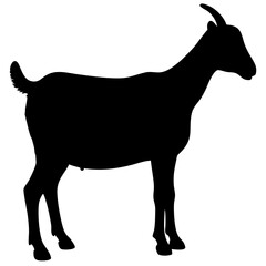 Goat isolated on white background