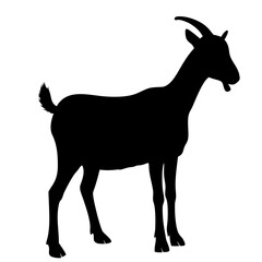 Goat isolated on white background