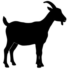 Goat isolated on white background