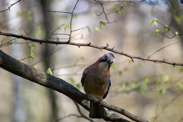 jay bird on a tree branch