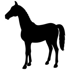 Horse isolated on white background