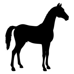 Horse isolated on white background