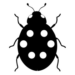 Ladybird isolated on white background