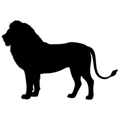 Lion isolated on white background