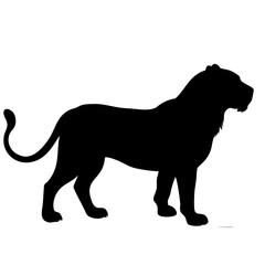 Lion isolated on white background