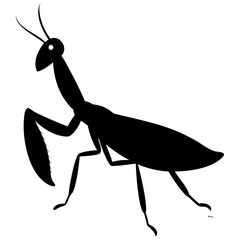 Mantis isolated on white background