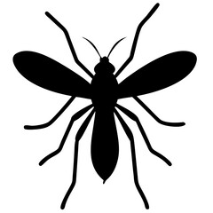 Mosquito isolated on white background