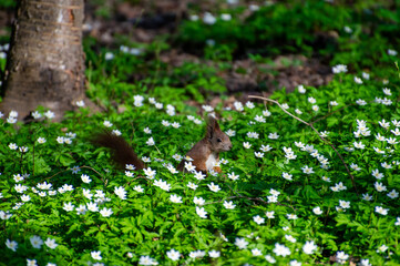 squirrel among white flowers of anemone in the park
