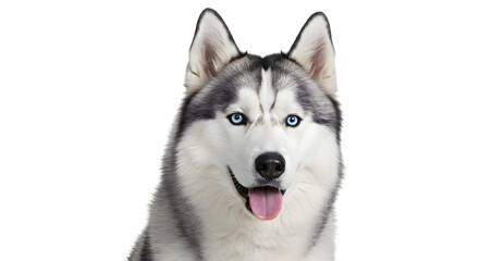 Obraz premium Cute white Siberian husky puppy, a young domestic canine breed, portrait