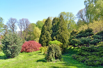 Corner of the park with conifers