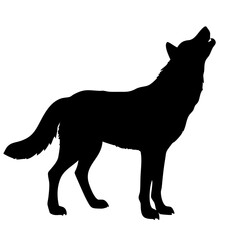 Wolf isolated on white background