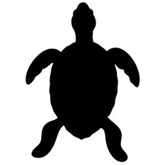 Turtle isolated on white background