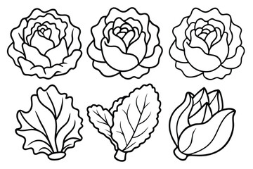 Nine Lettuce Varieties Graphic Isolated on White