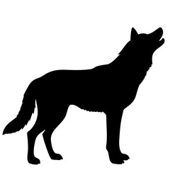 Wolf isolated on white background
