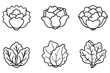 Set of Various Lettuce Leaf Illustrations on White