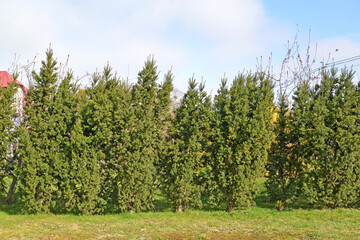 Linear planting of yew berry (Taxus baccata L.) in the city square
