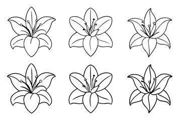 lily flower outline art