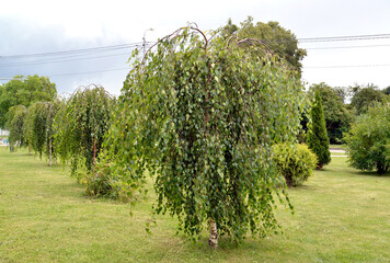 Planting a Jung's birch (Betula pendula 'Youngii') in a city park