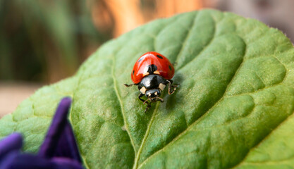 Ladybug on a leaf © Aleksandar